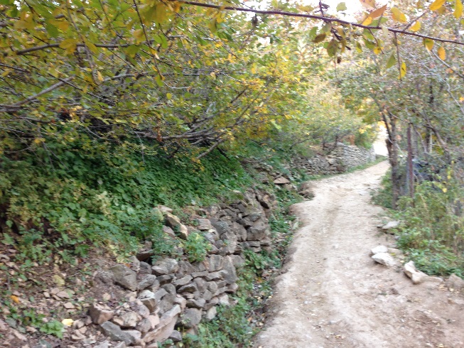  طبیعت زرد پاییزی هنگام صعود به قله توچال از مسیر آهار - شکرآب - توچال 